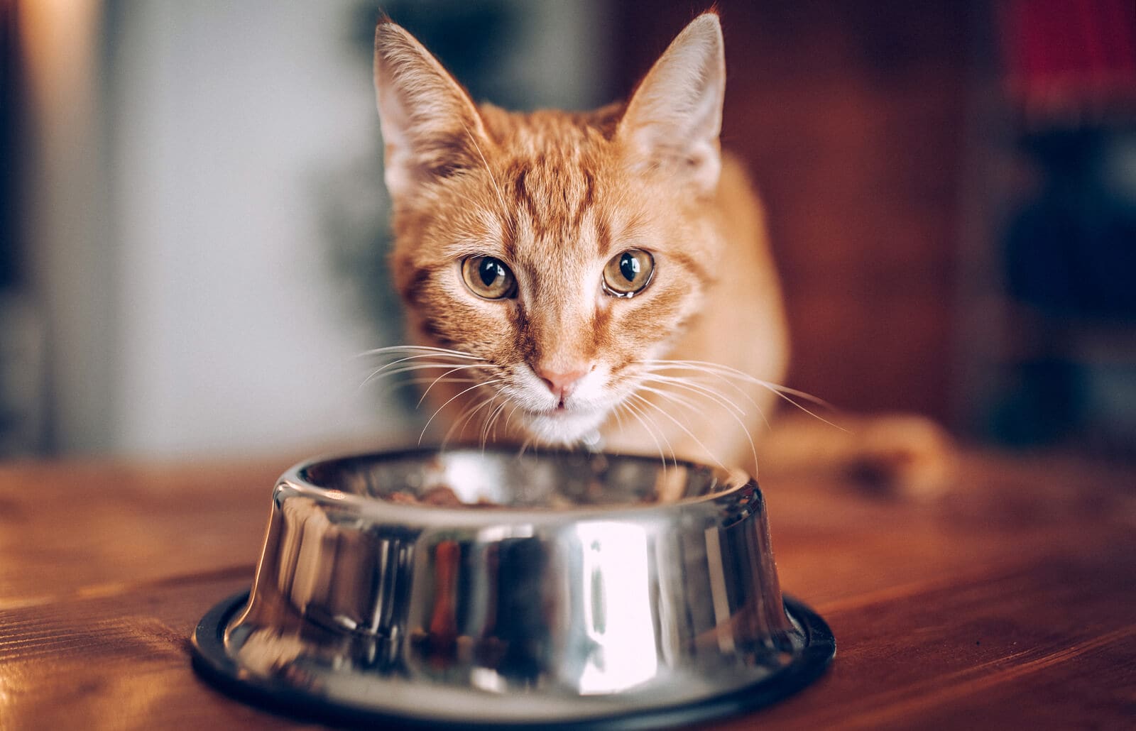 homemade cat food