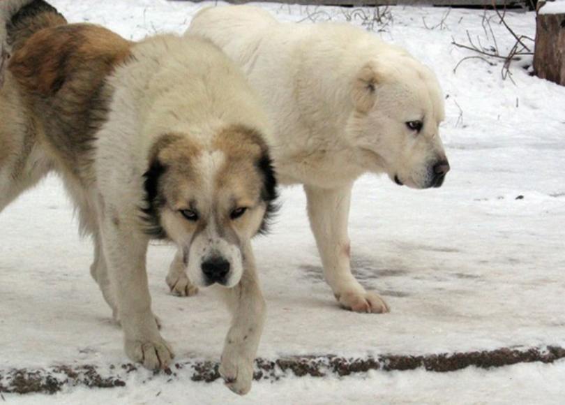 Central Asian Shepherd Dogs or Alabai