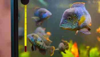 What temperature should a fish tank be?